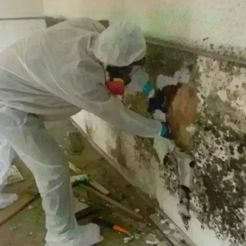 Mold Remediation and Removal in Sardis City, AL